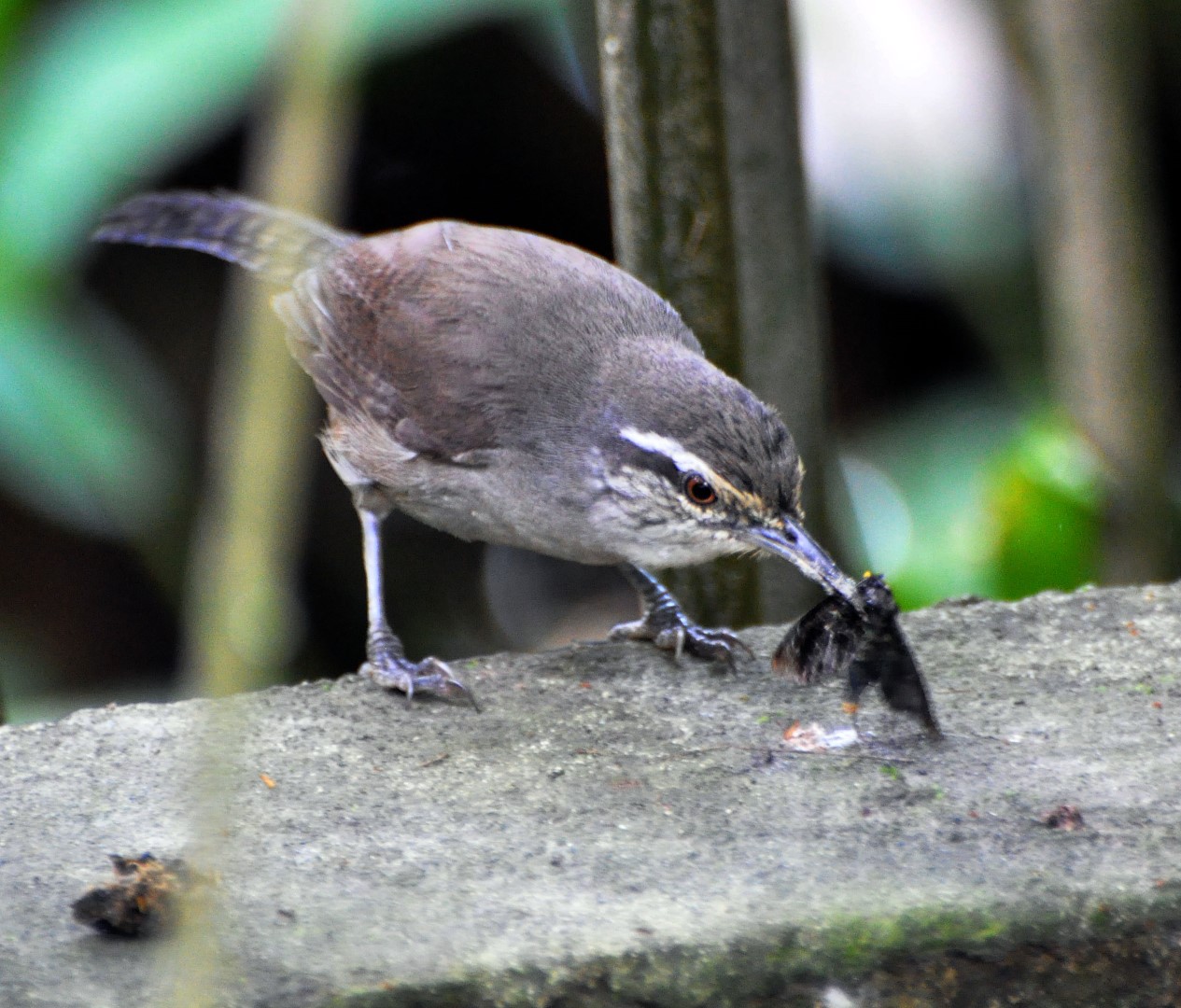 Zeledon's Wren