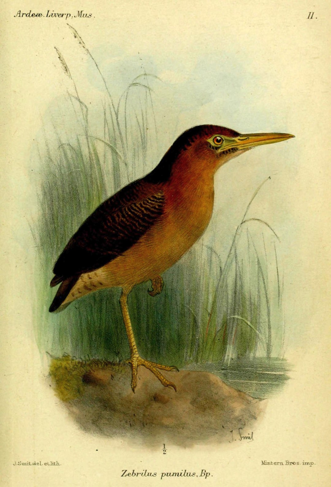 Zigzag Heron