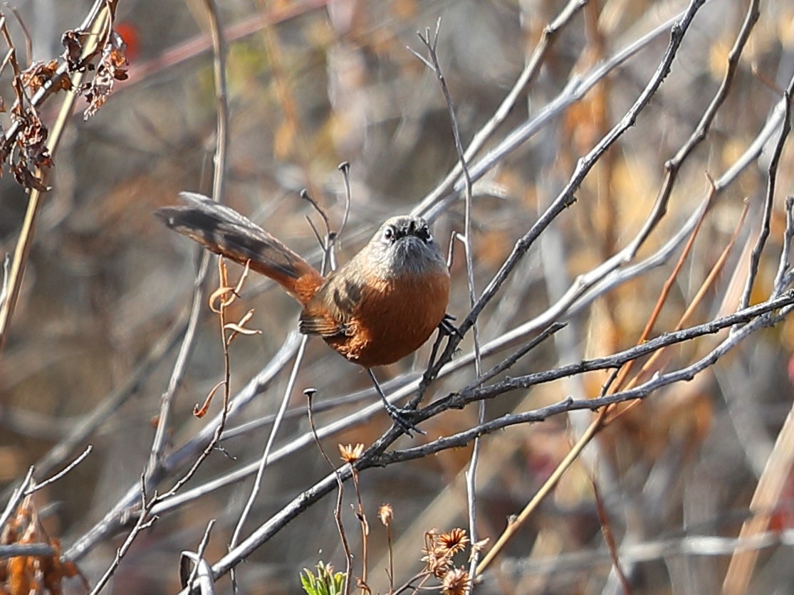 Zimmer's Spinetail