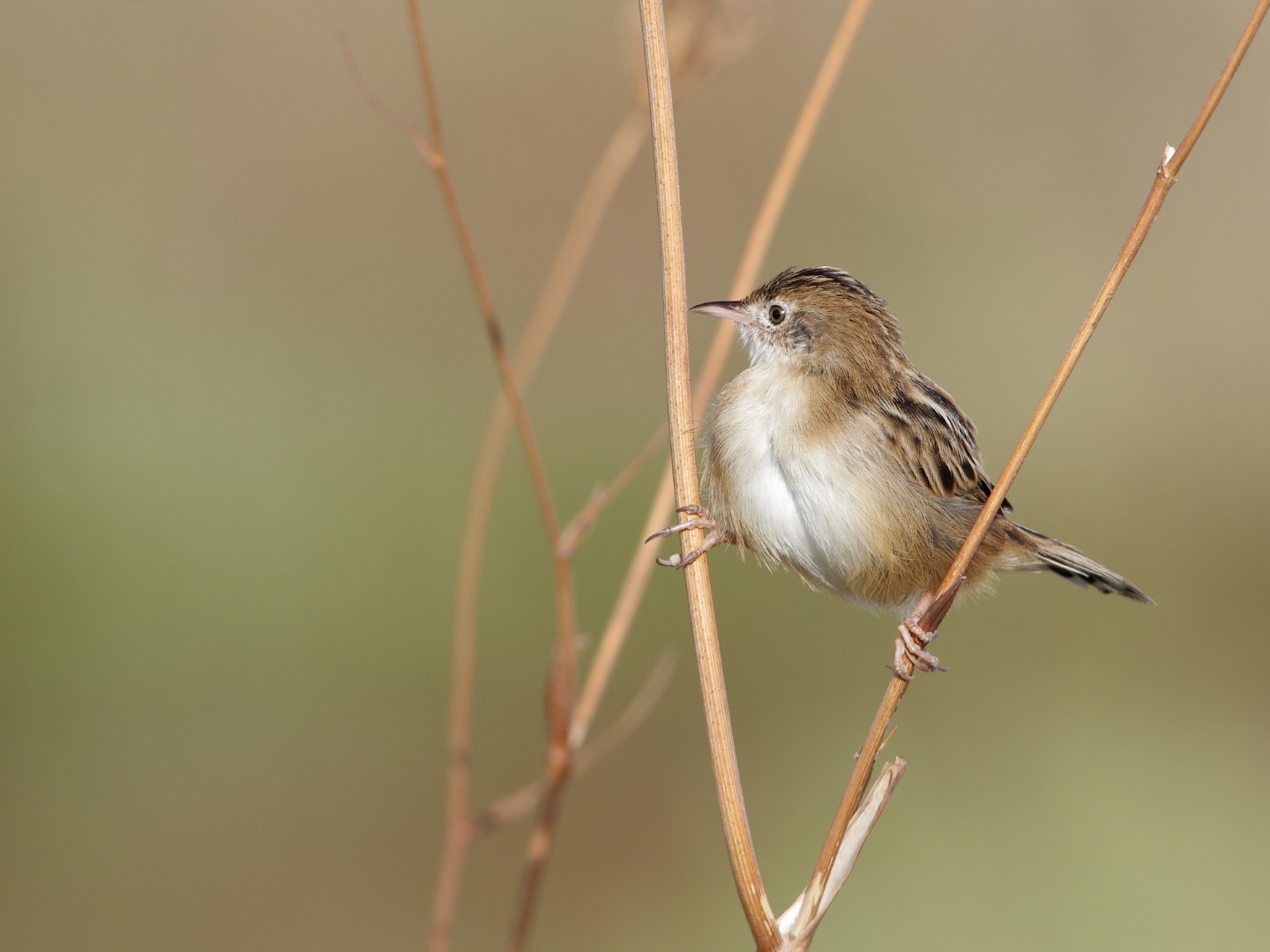 Zitting Cisticola