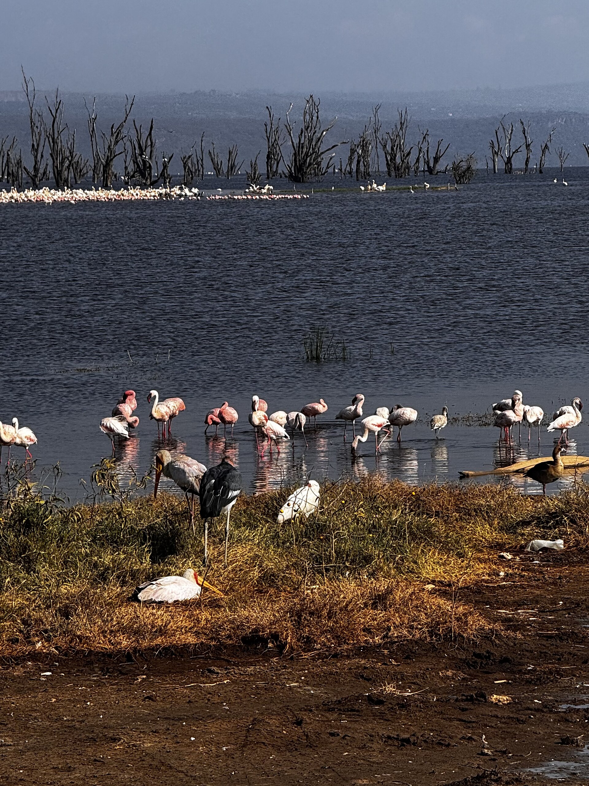 Private Kenya Birding and Wildlife Safari with Gabriel Thomas