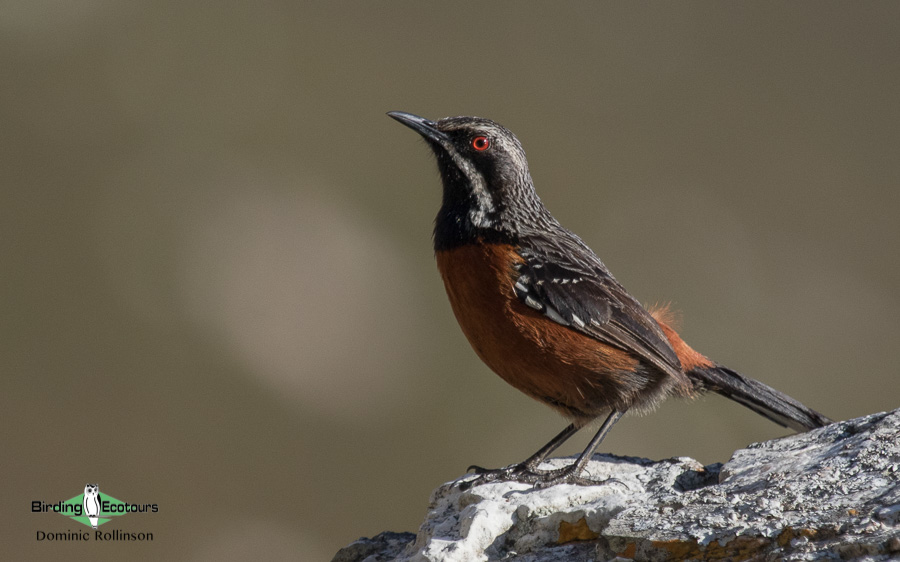 Private Cape Mountains and Fynbos Birding Day Tour with Birding Ecotours