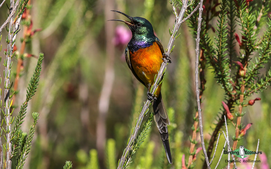 Private Cape Peninsula Birding Day Tour with Birding Ecotours