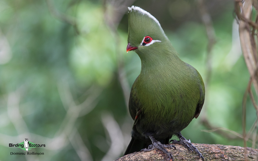 Private Garden Route Birding Day Tour with Birding Ecotours