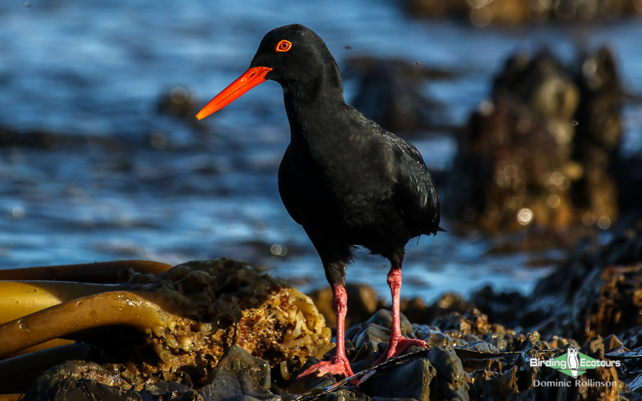 Private West Coast Birding Day Tour with Birding Ecotours