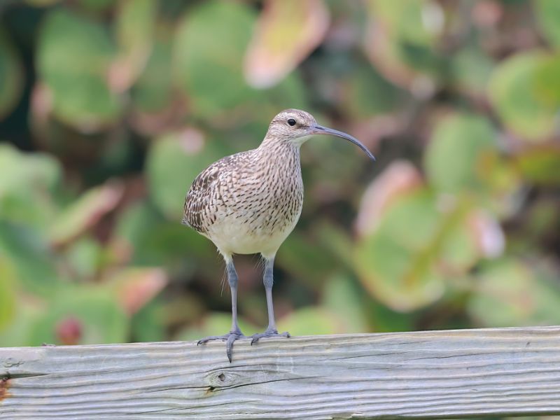 10-Day Hawaii Endemics to Pelagics Birding Journey