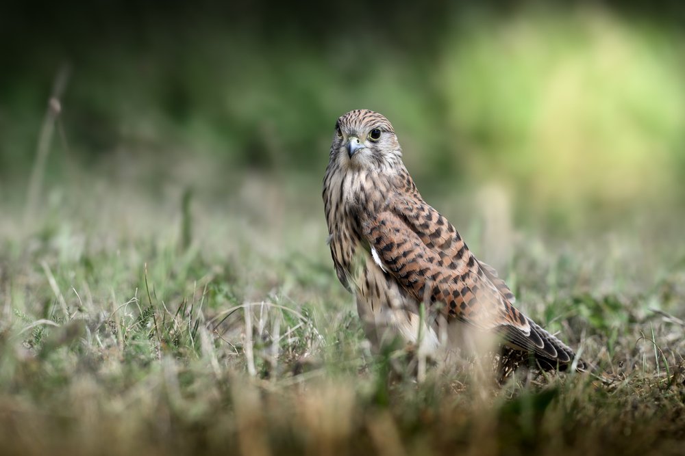 2-Day Denmark and Sweden Private Birding Weekend