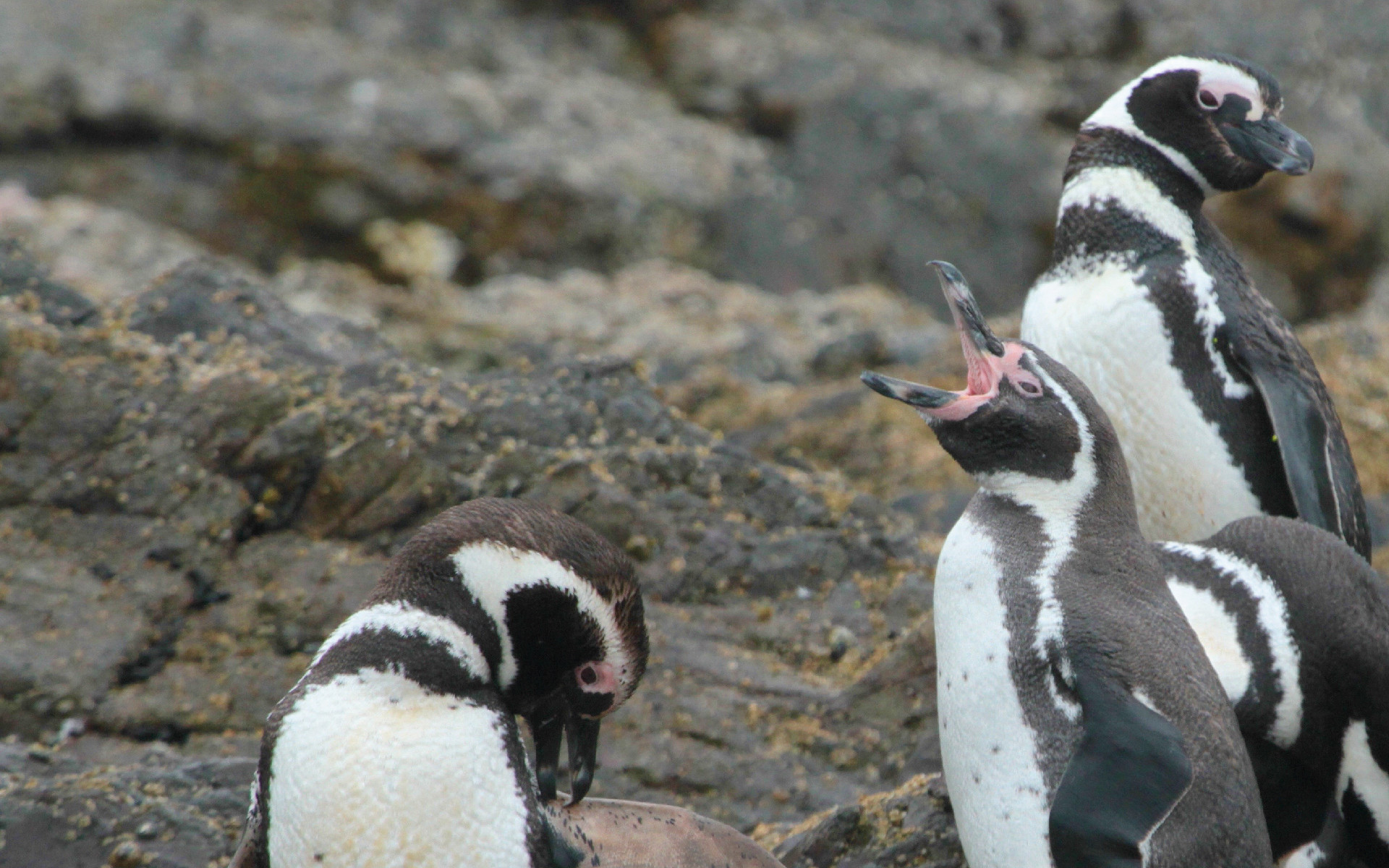 2-Day Private Birding Chiloé Island