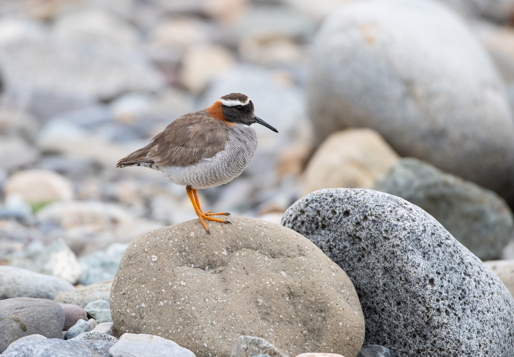 20-Day Chile Birding From Desert to Ice