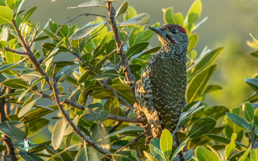 Private 3-Day Agulhas Plains Birding Trip with Birding Ecotours