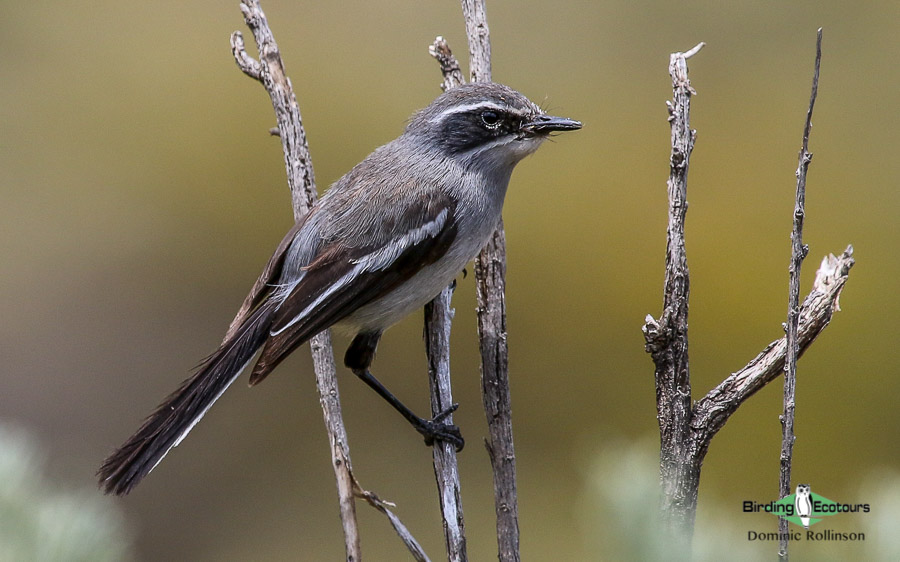 Private 3-Day Tankwa Karoo Birding Tour with Birding Ecotours