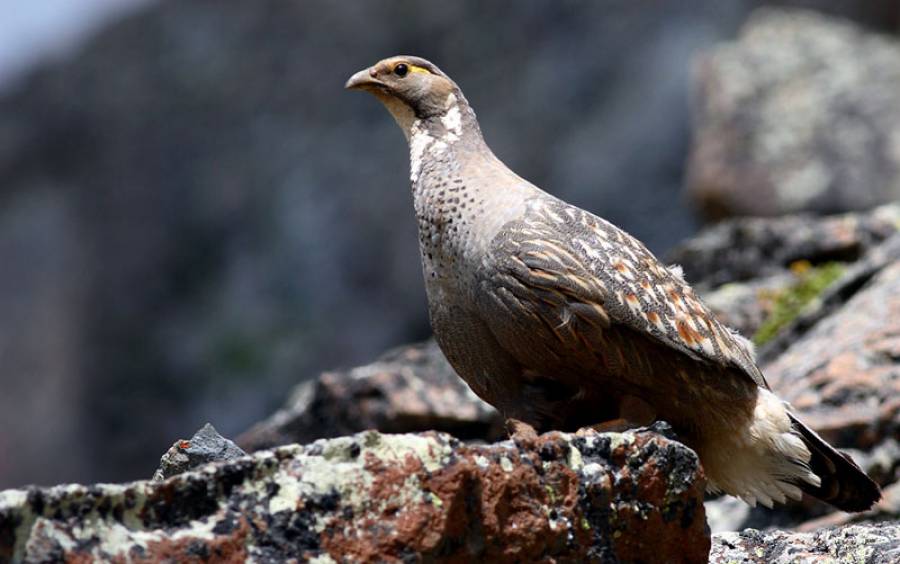 4-Day Aladağlar & Sultan Marshes Birdwatching Tour