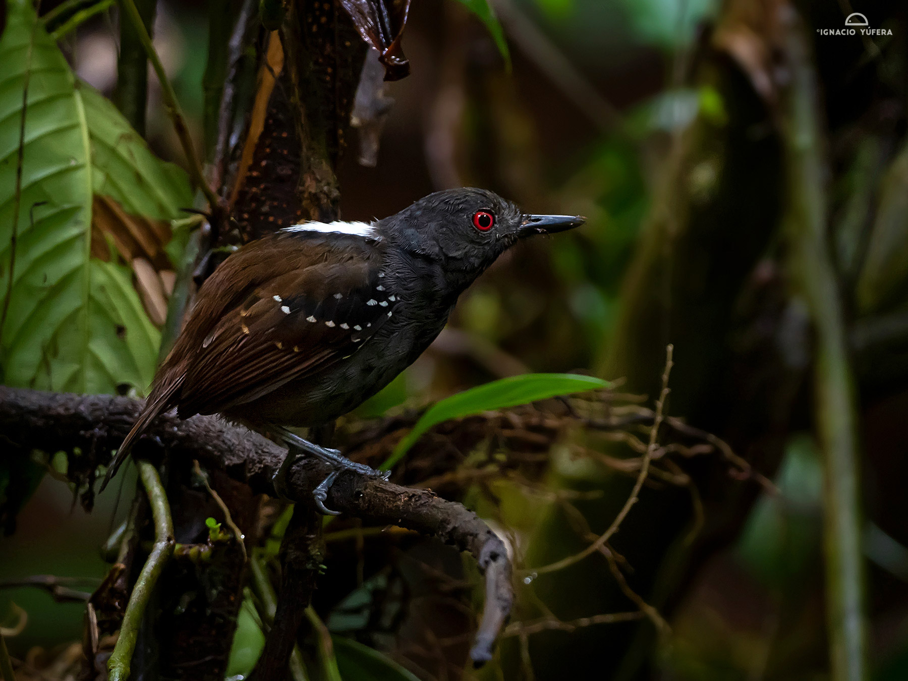 5-Day Darien Eastern Lowlands Birding Tour