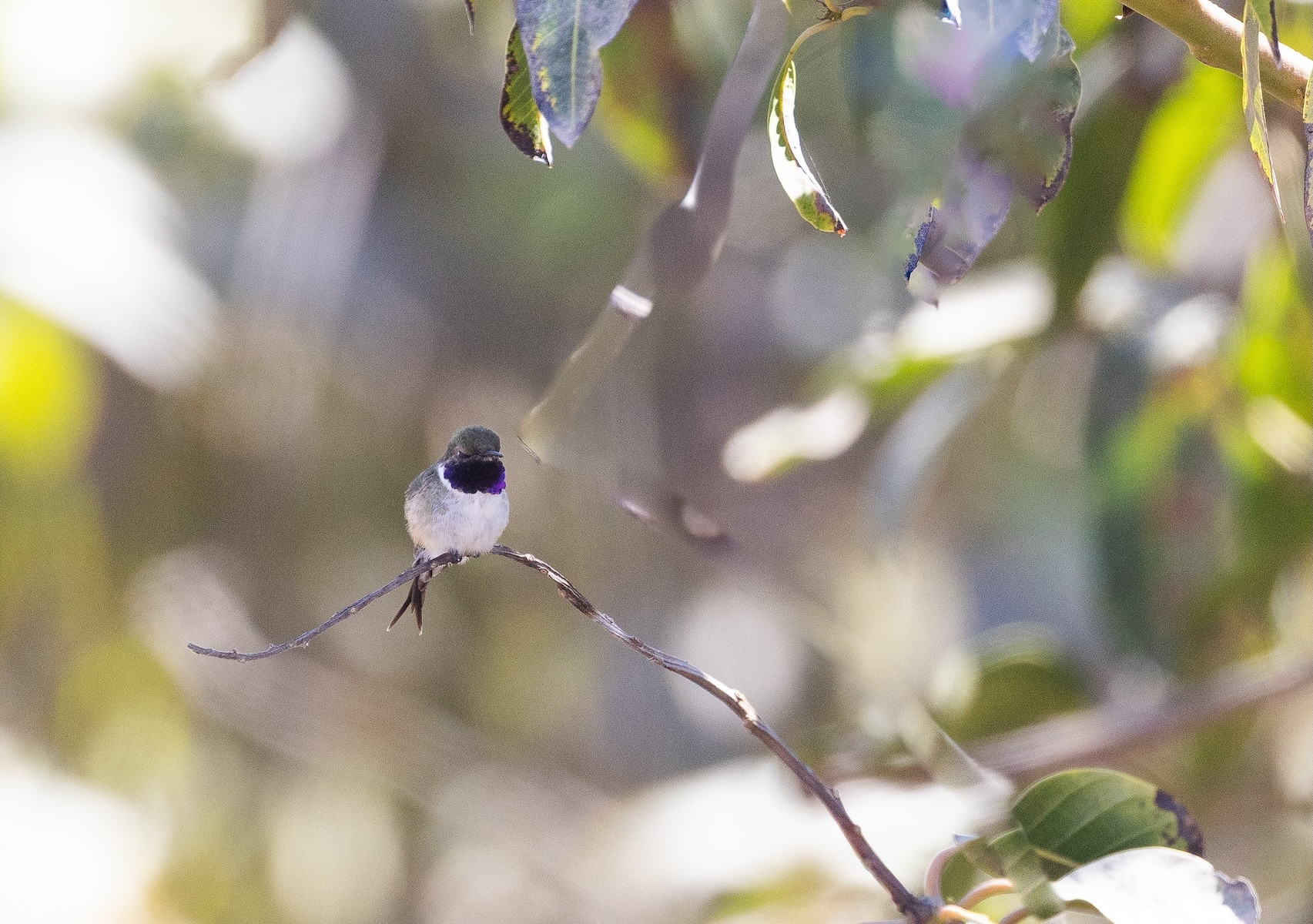 5-Day Private Birding North Chile and the Altiplano