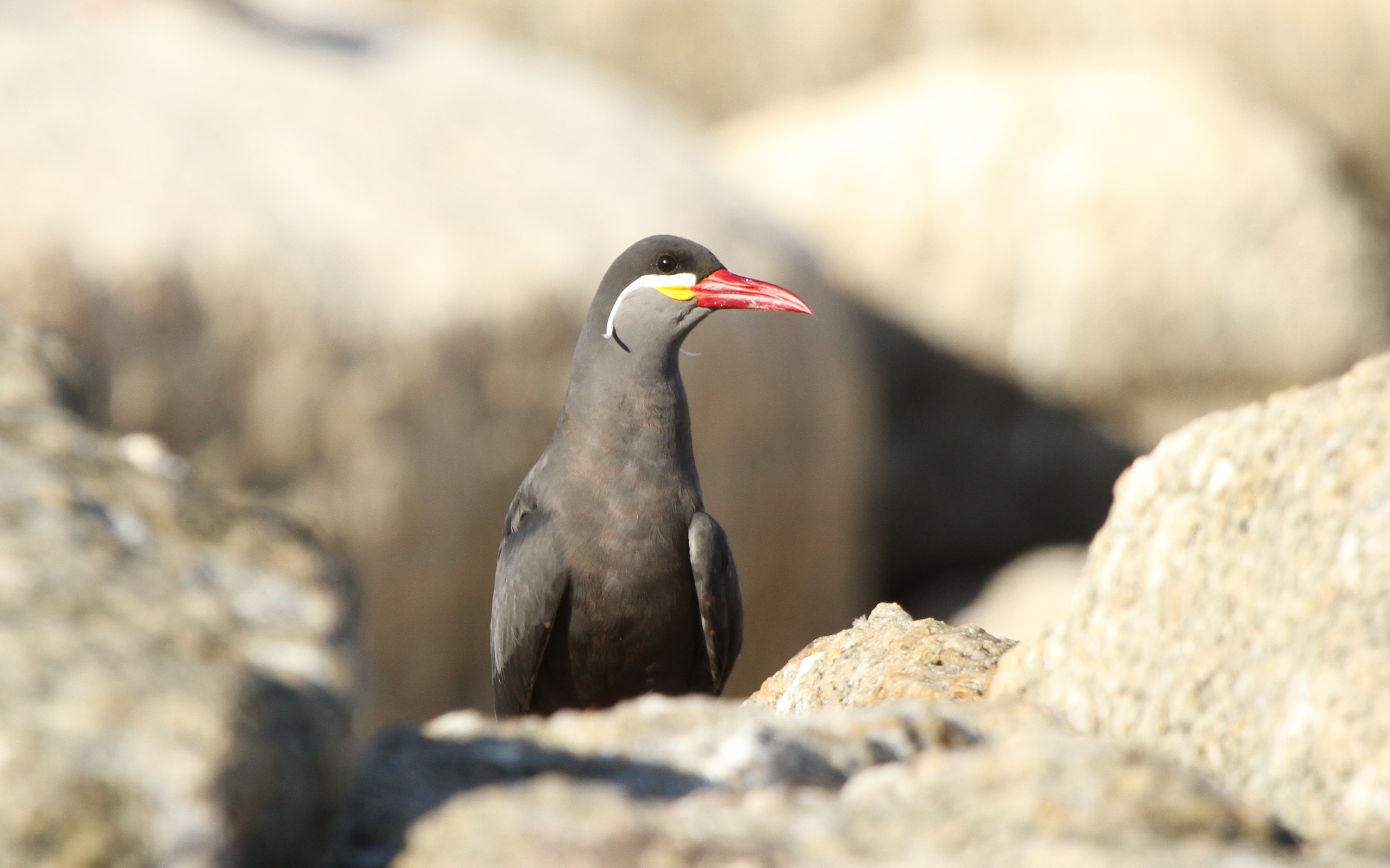 5-Day Private Birds of Central Chile Tour