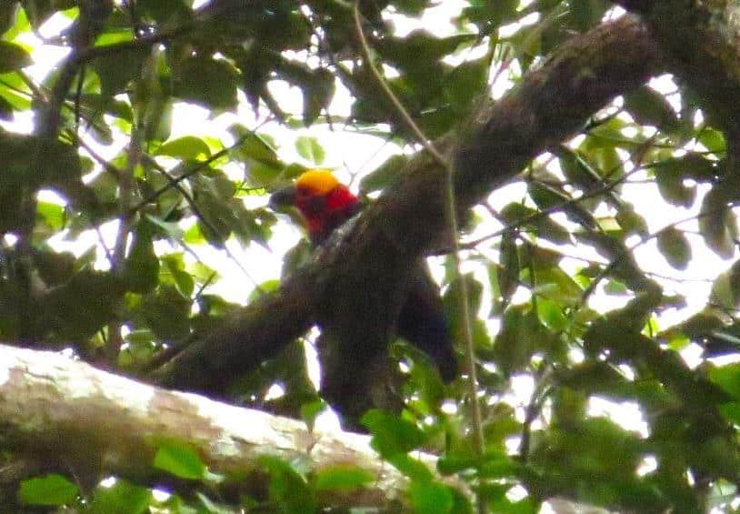 5-Day Sungai Wain Private Birding Tour