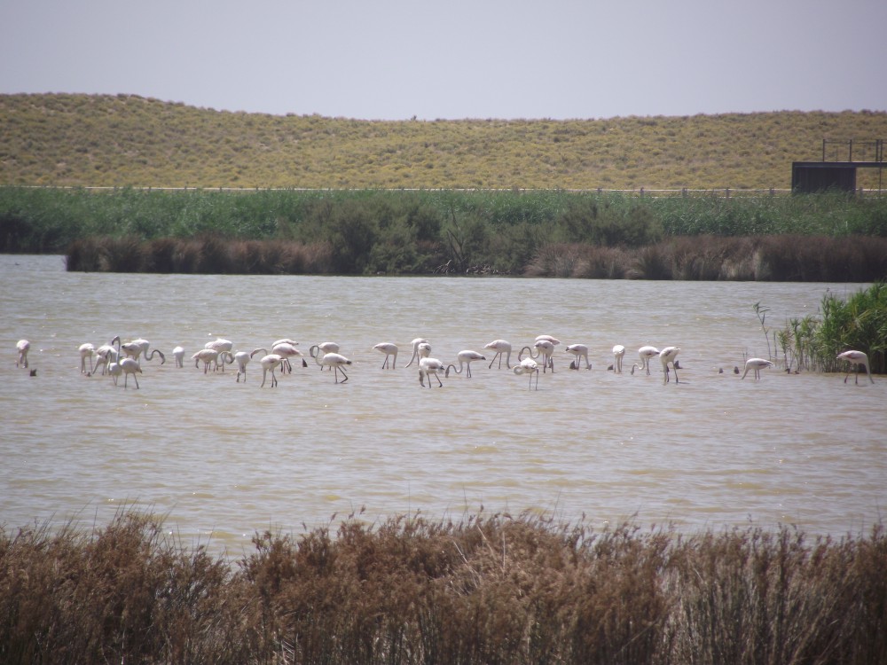 Laid-back Birding Week Tour