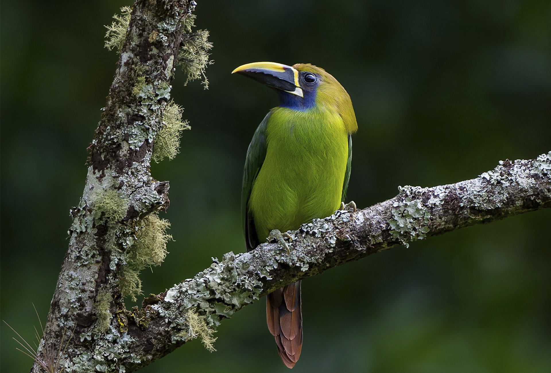 6-Day Chiriqui Cloud Forest and Western Lowlands Birding Tour