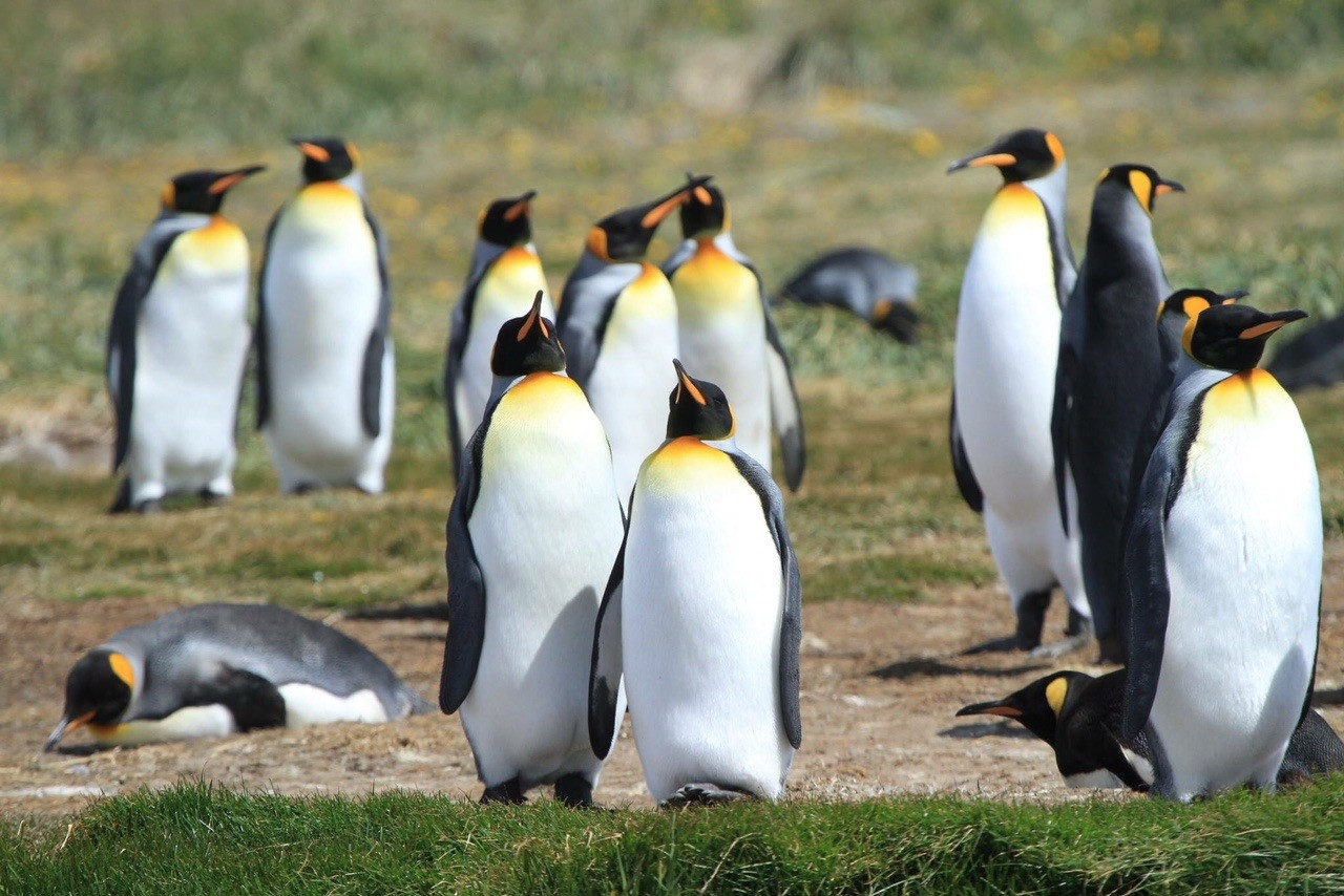 6-Day Private South Patagonia and Tierra del Fuego Birding