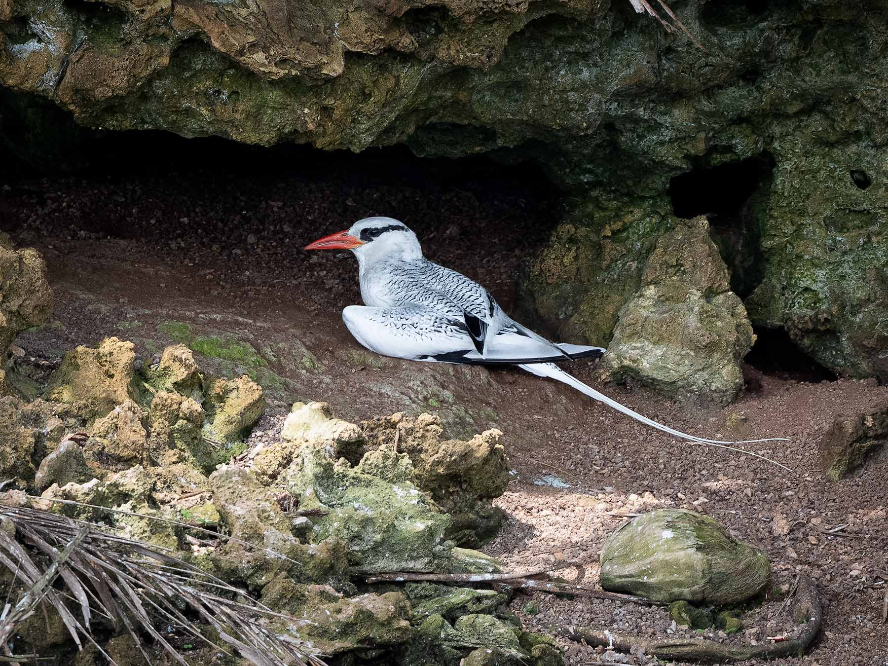 7-Day Bocas del Toro Caribbean Birding and Nature Tour