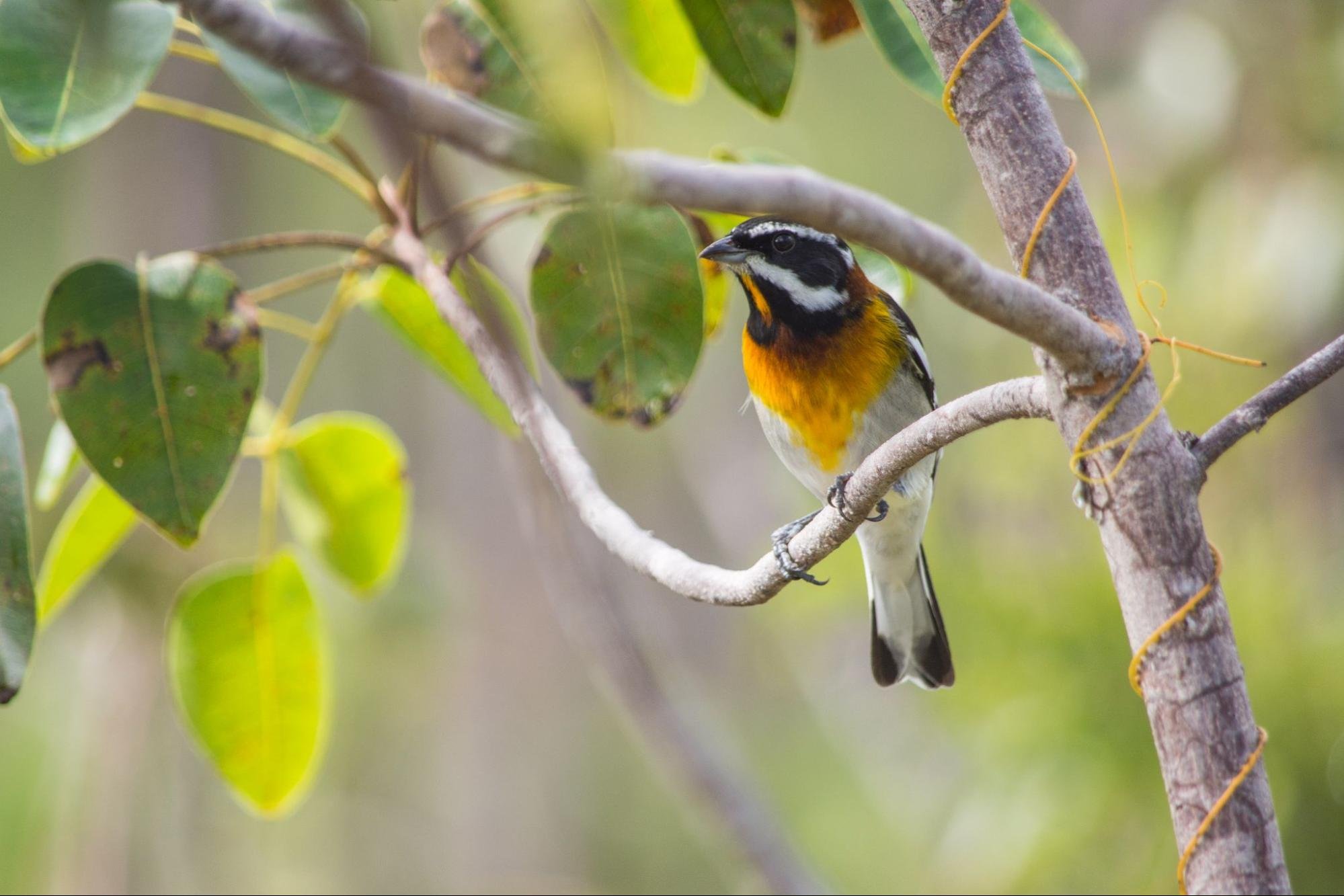 7-Day Andros Island Birding Program