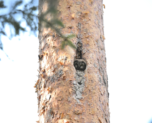 Early Spring Birding Tour 2027