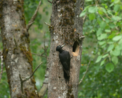 Late Spring Birding Tour 2027