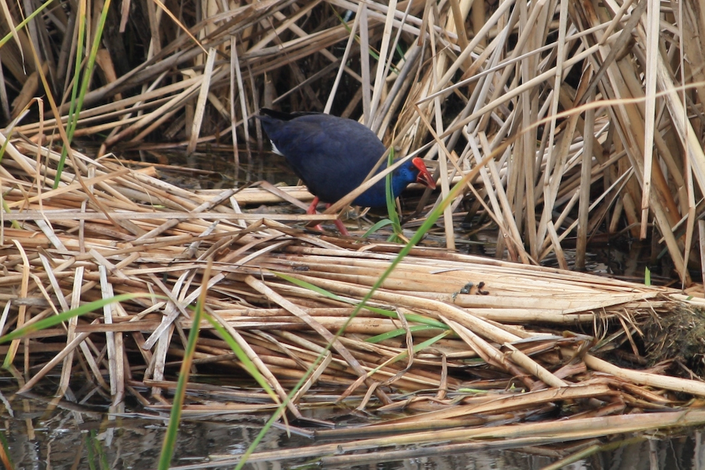 Birds, Birds, Birds! Birding Week Tour