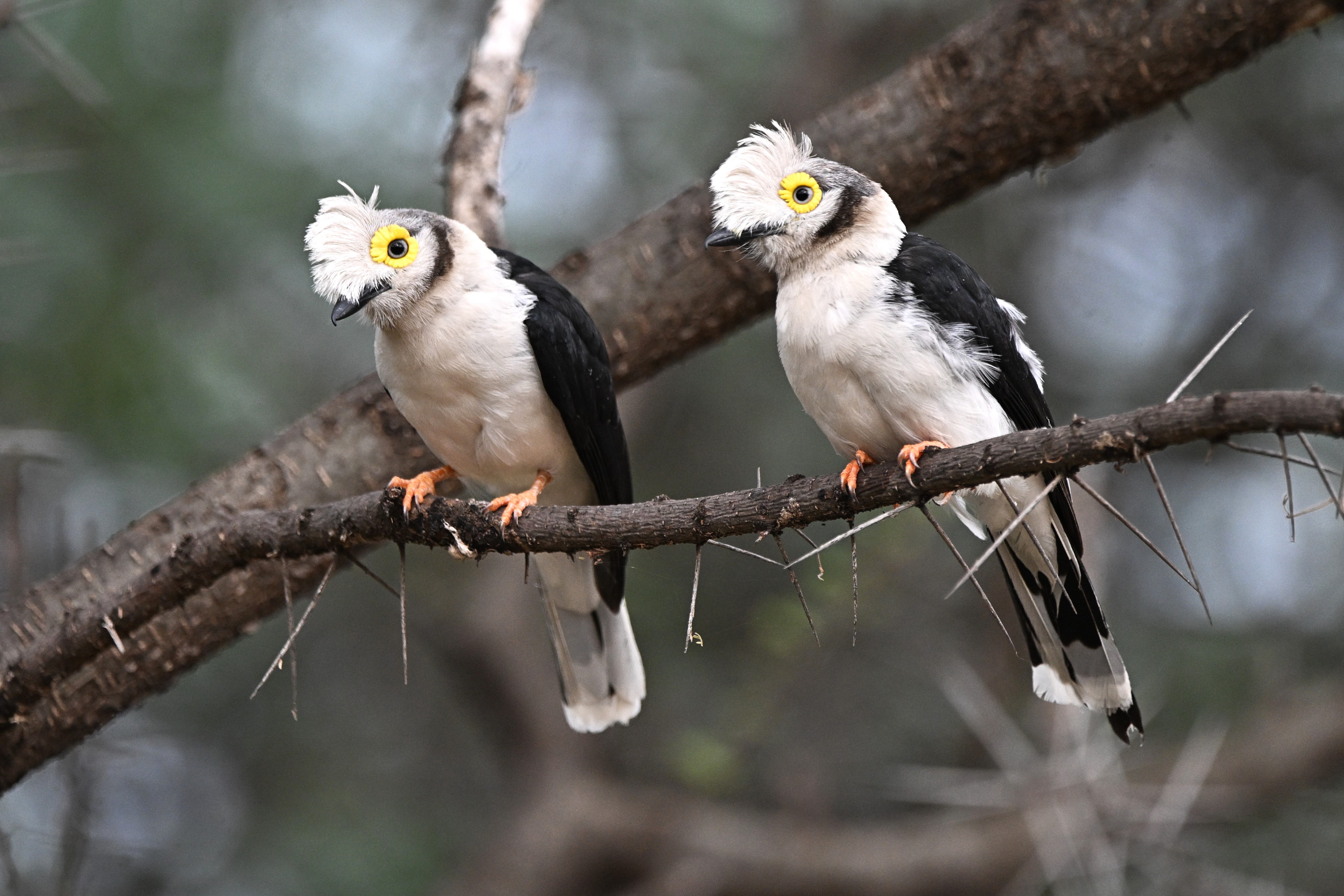 Tailor-Made Kenya Birding with Adarsh Nagda
