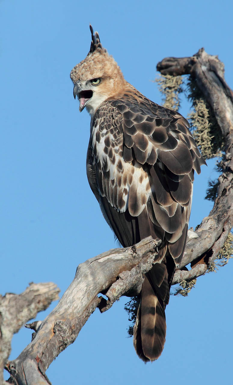 Anawilundawa, Chilaw and Puttalam Private Birding Day
