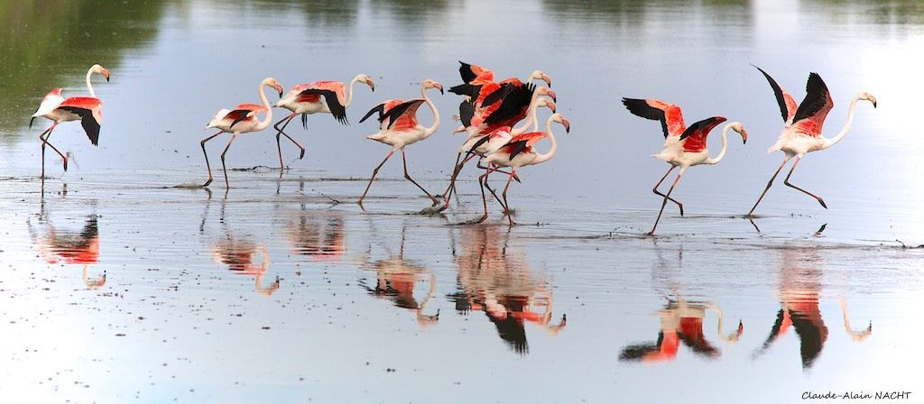Biosphere Reserve Odiel Marshes Birding