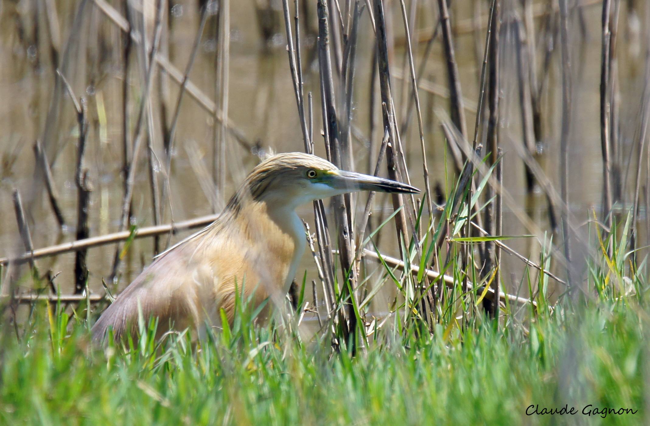 Private Doñana North Birding Day