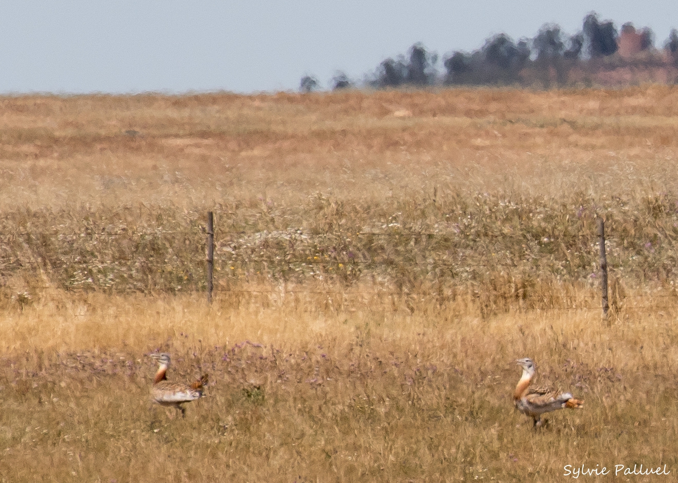Private Lantejuela Lagoons and Osuna Birding