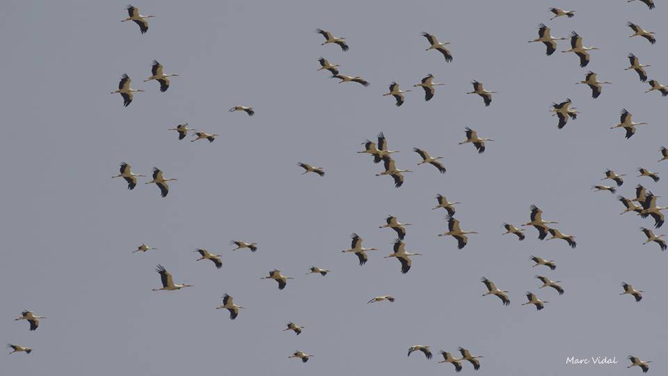 Private Strait of Gibraltar Migration Birding