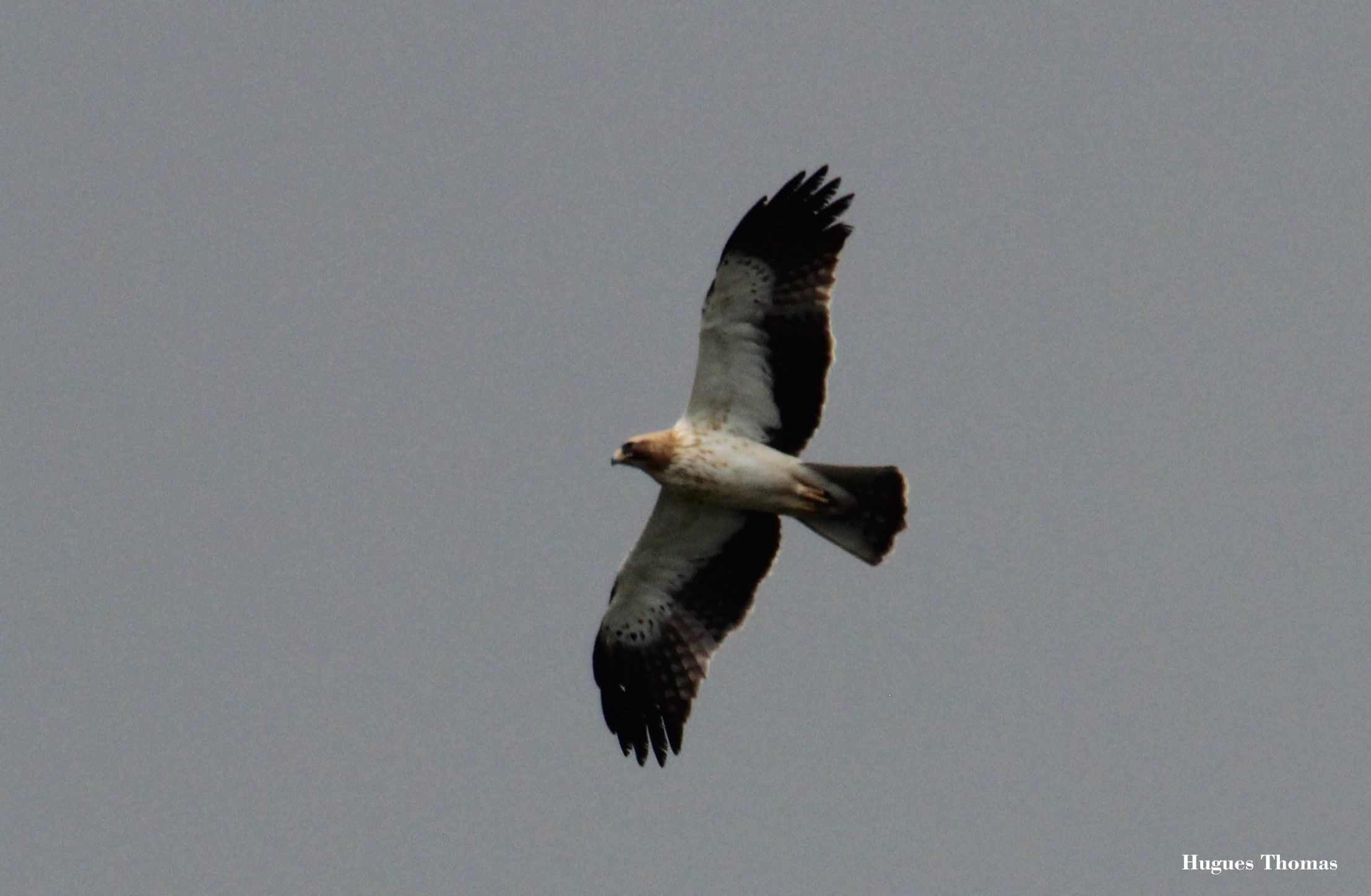 Private Sierra Norte de Sevilla Birding