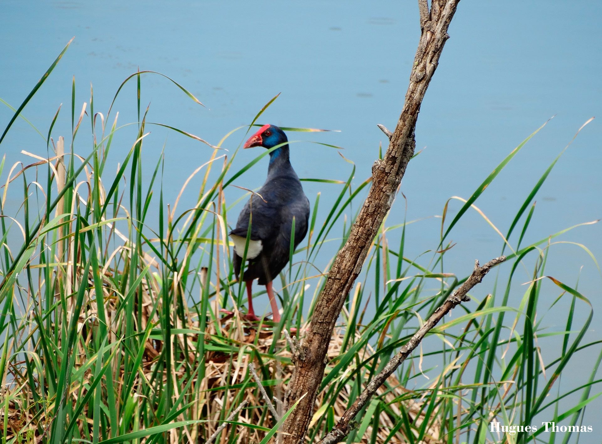 Private Ria Formosa Full-Day Birding