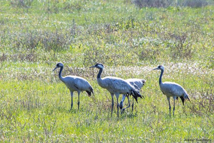 Private La Janda Birding Day