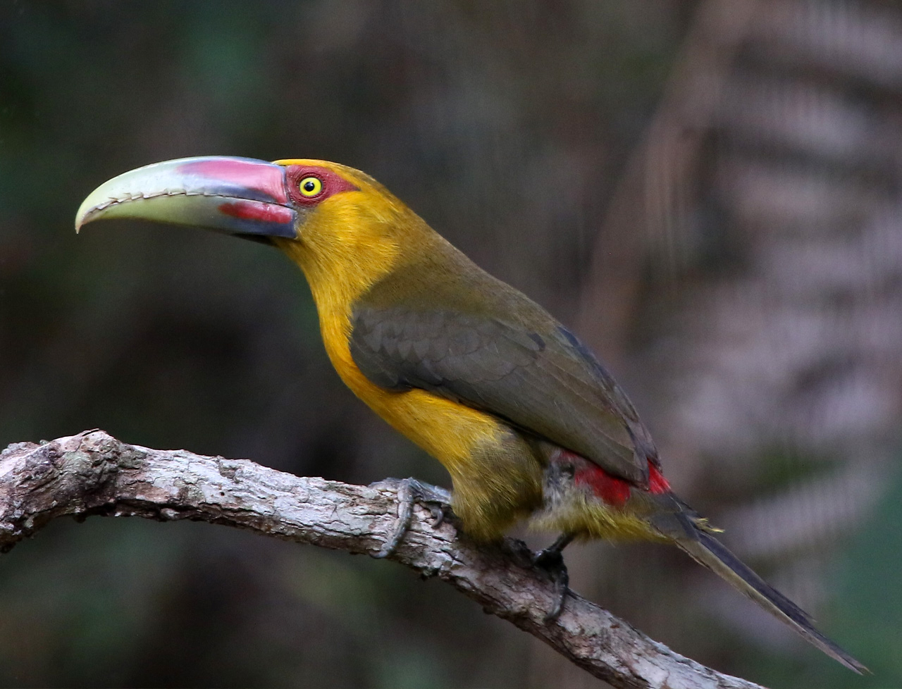 Eight Days of Atlantic Forest Birding at Itororó Lodge