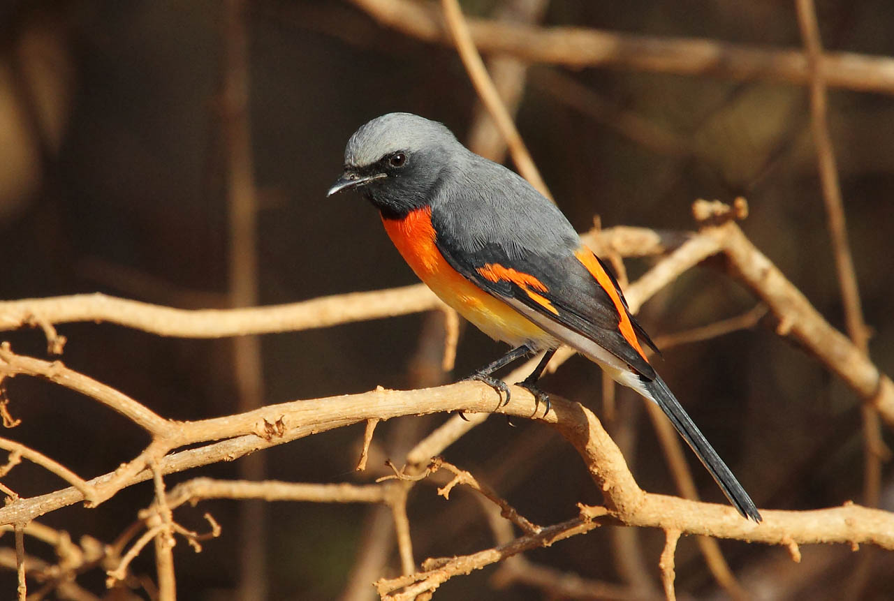 Bellanwila-Attidiya and Bodhinagala Private Birding Day