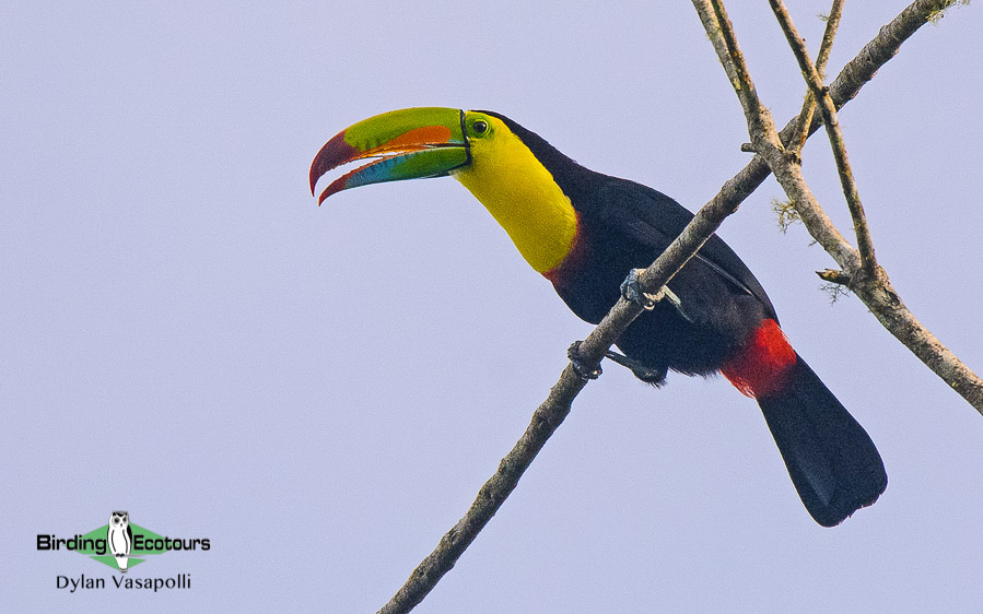 Costa Rica Escape Birding Tour
