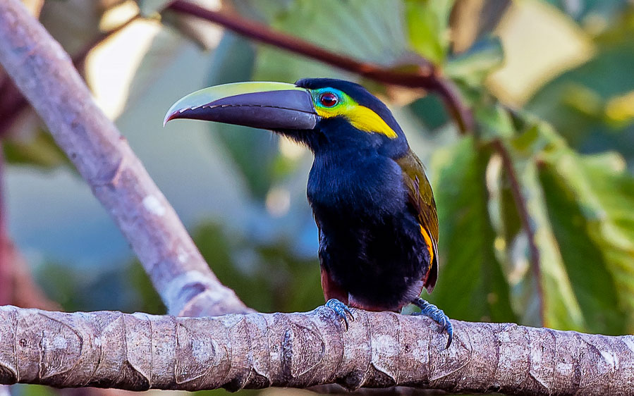 Costa Rica Escape Part II: Caribbean Foothills and Wetlands
