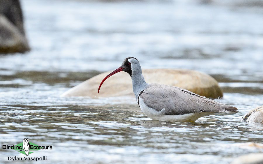 Northern India Birding Tour: Tigers, Birds and the Himalayas