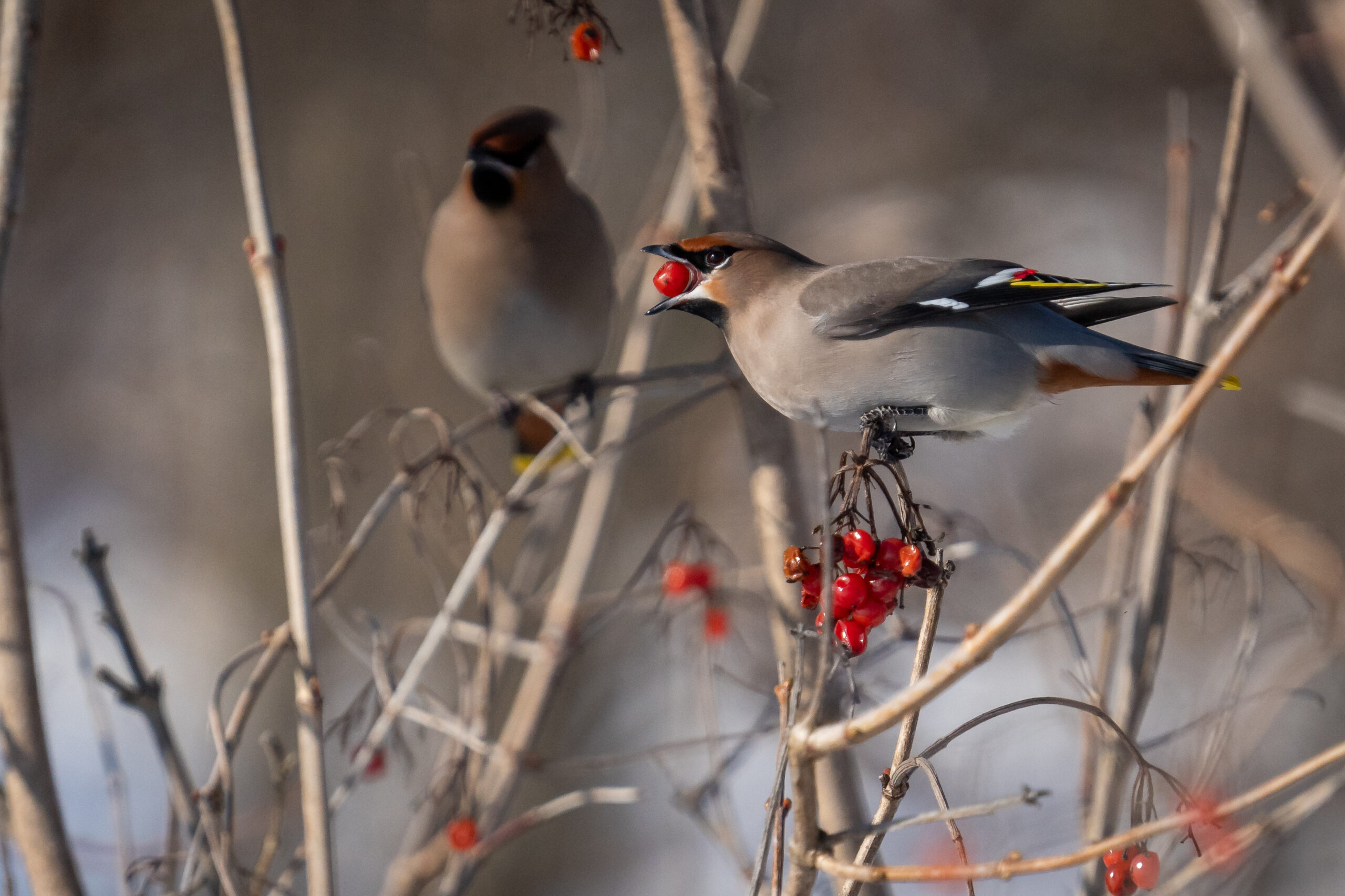 Private North and West Estonia Birdwatching Day Tour