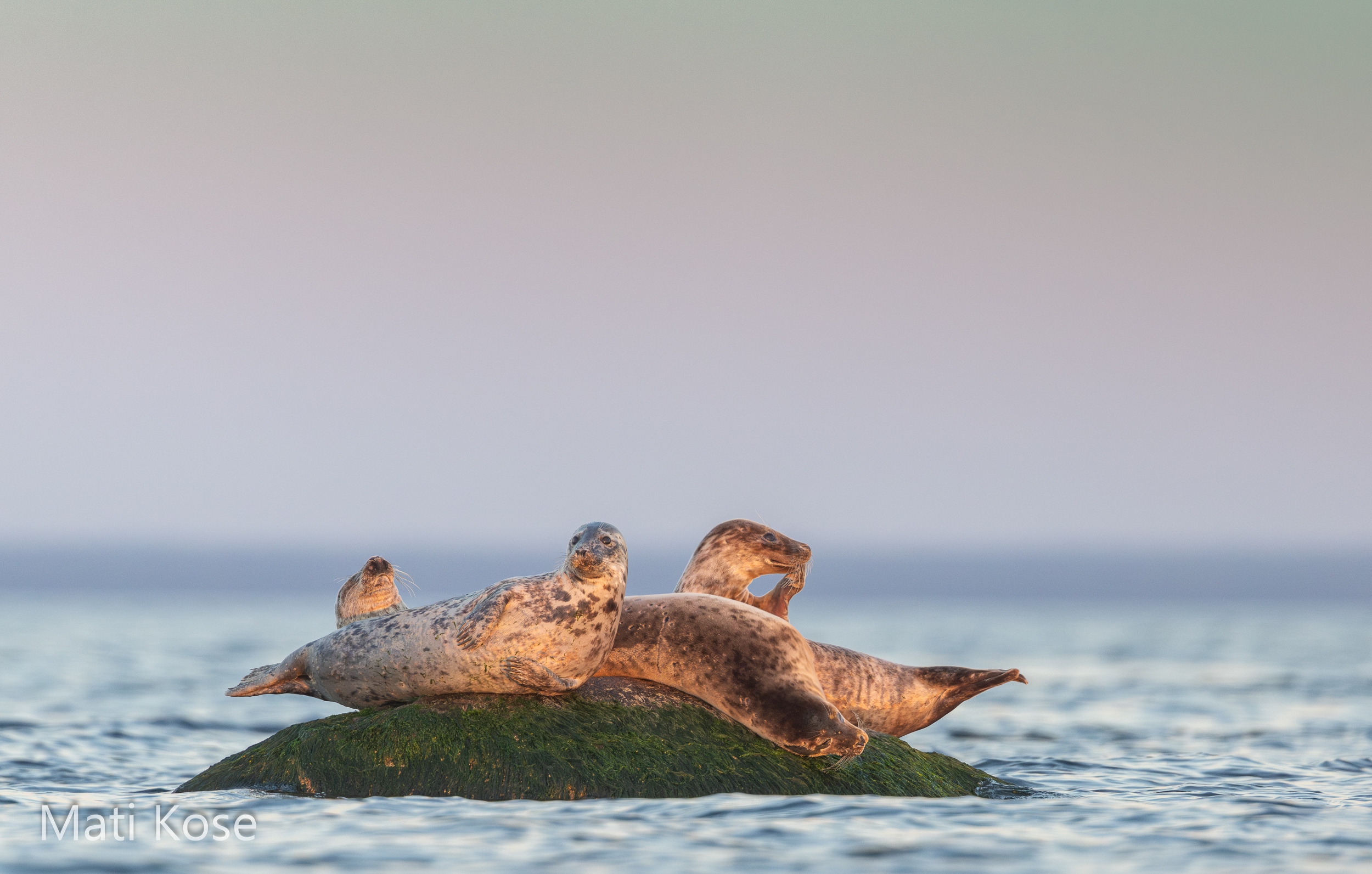 Seal and Seabird Watching Boat Safari near Tallinn