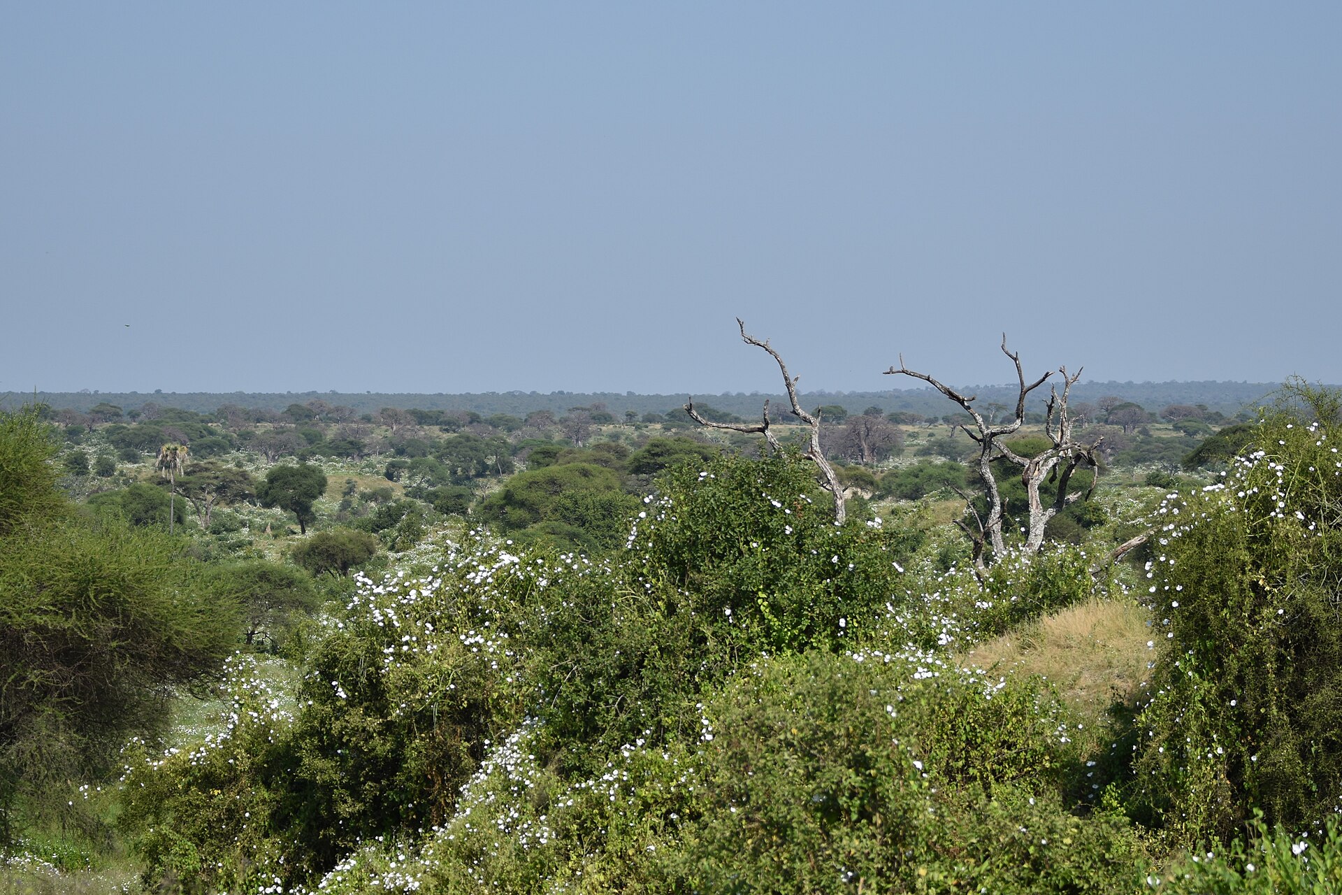 Northern Tanzania Private Birding Safari with Gabriel Thomas