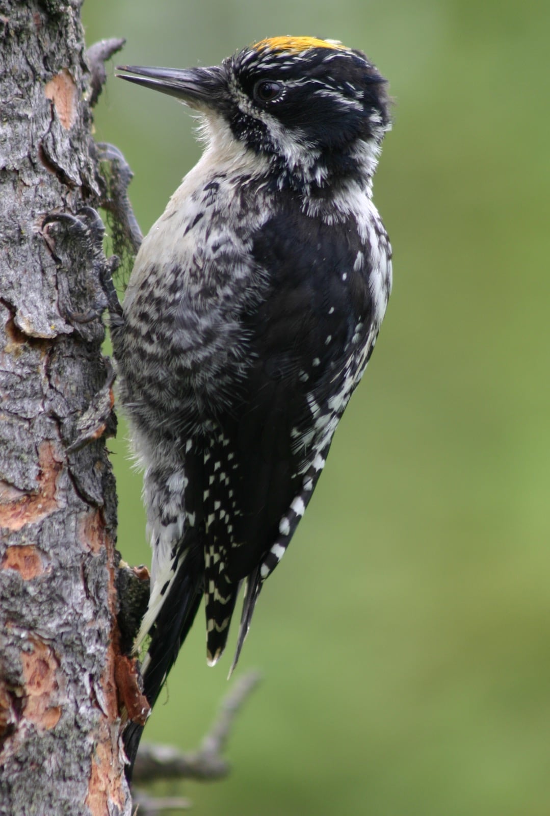 Churchill & Southern Manitoba