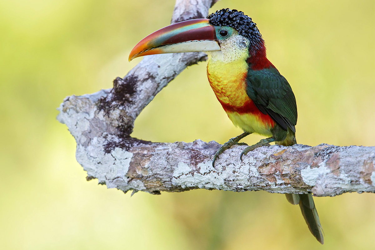 Cristalino Amazon Birding: Flexible 4–7-day Stay
