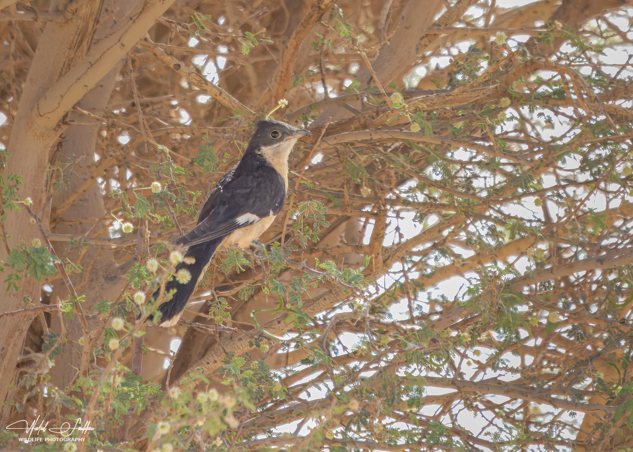 Custom Northern and Saharan Algeria Birding Tour