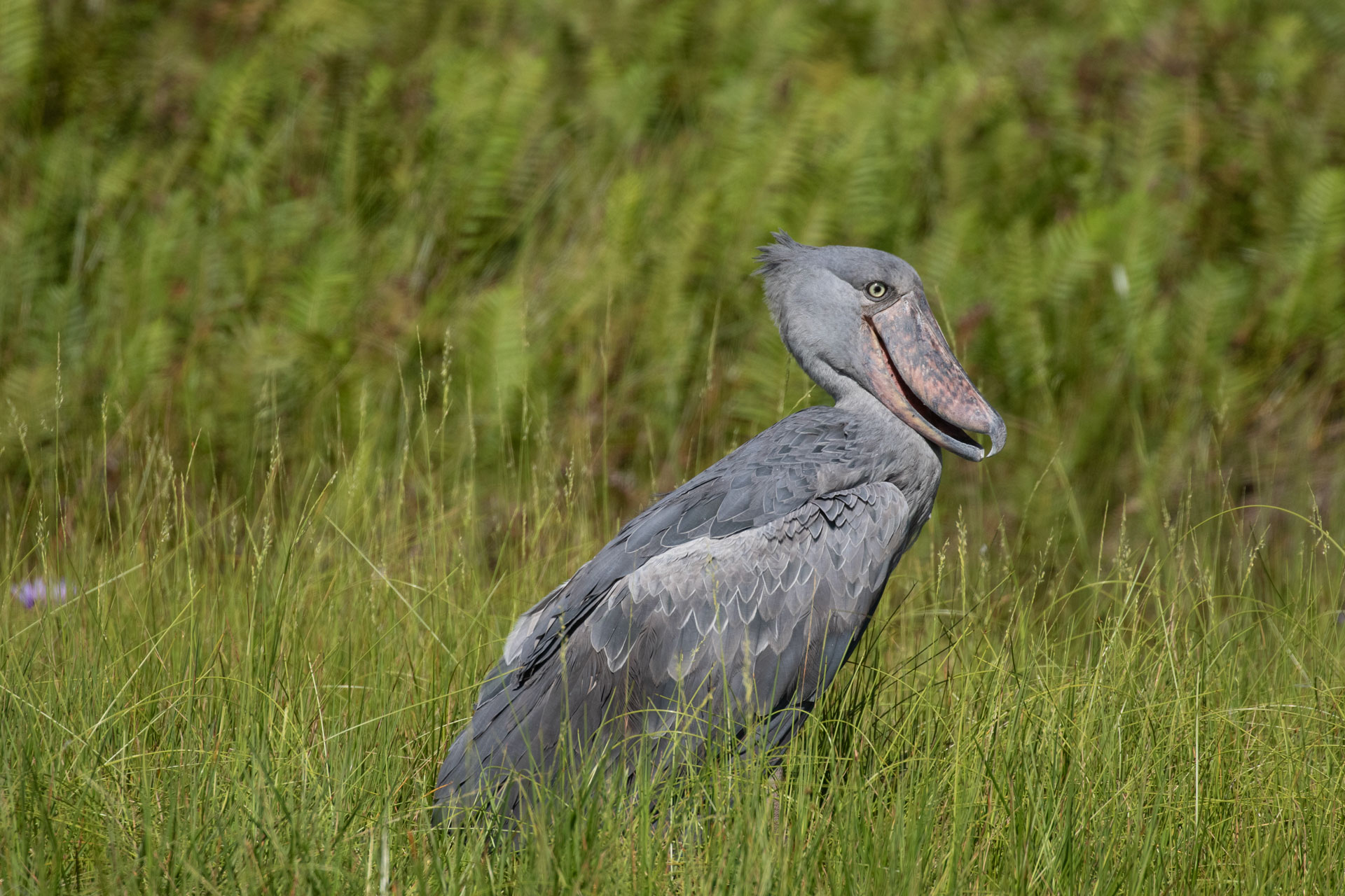 Private Custom Uganda Birding Safari with Davis Rukundo