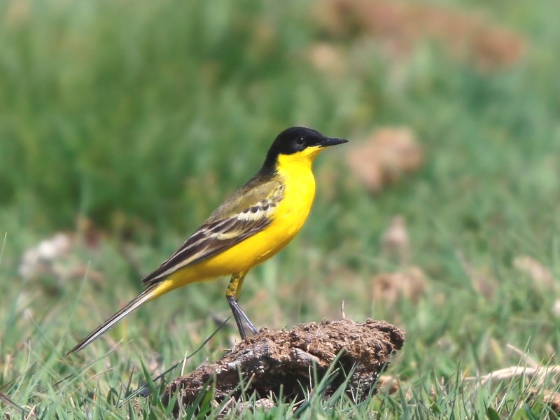 10-Day Central Anatolia Birding: Goksu, Aladaglar and Akyatan